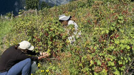 Le Lean dans les champs