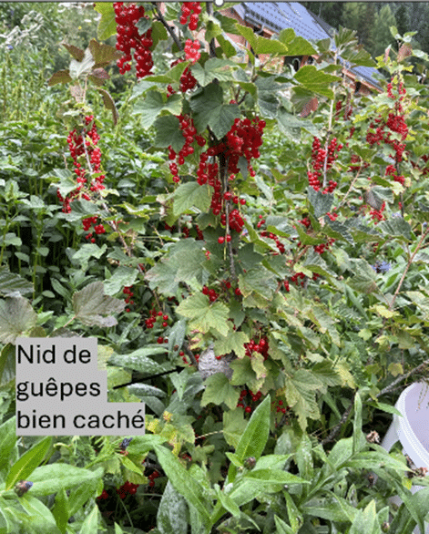 nid de guêpes