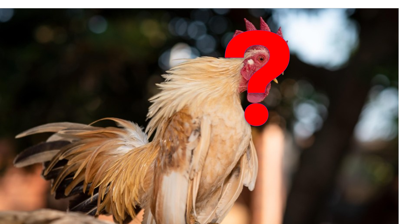 Pourquoi courons-nous comme des poules sans tête ?